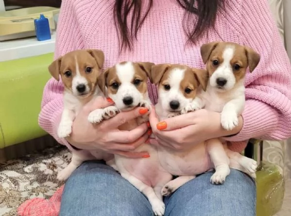 Regaliamo i nostri cuccioli di Jack Russel maschio e femmina