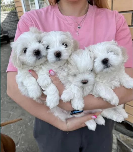 Regaliamo i nostri cuccioli di Maltese maschio e femmina | Foto 0