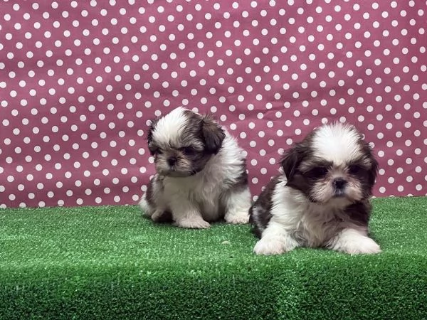 Regaliamo i nostri cuccioli di Shitzu maschio e femmina | Foto 2