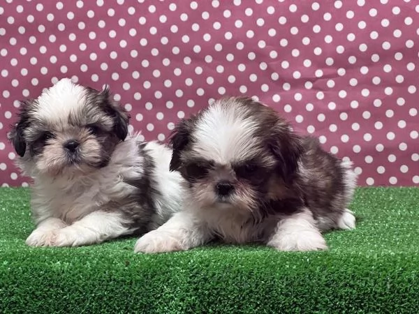 Regaliamo i nostri cuccioli di Shitzu maschio e femmina | Foto 0