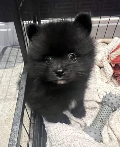Regaliamo i nostri cuccioli di Pomerania maschio e femmina | Foto 2