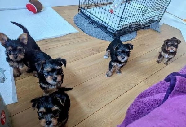 Regaliamo i nostri cuccioli di Yorkshire maschio e femmina