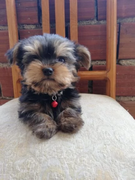 Regaliamo i nostri cuccioli di Yorkshire maschio e femmina | Foto 0