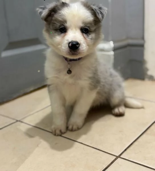 Regaliamo i nostri cuccioli di border collie maschio e femmina | Foto 2