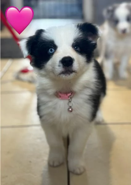 Regaliamo i nostri cuccioli di border collie maschio e femmina | Foto 0