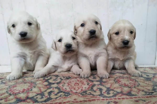 Regaliamo i nostri cuccioli di Golden retriever maschio e femmina | Foto 2