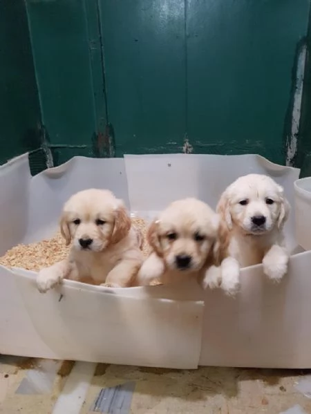 Regaliamo i nostri cuccioli di Golden retriever maschio e femmina | Foto 1