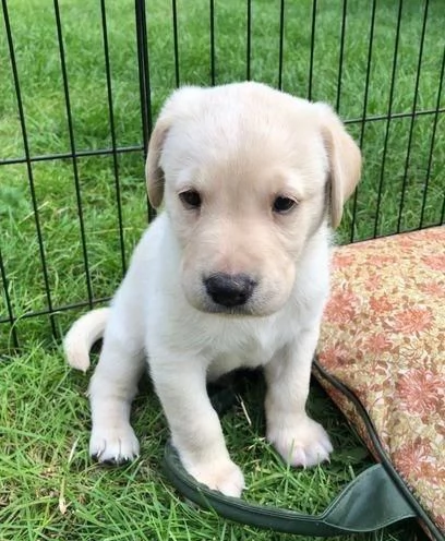 Regaliamo i nostri cuccioli di Labrador maschio e femmina | Foto 2