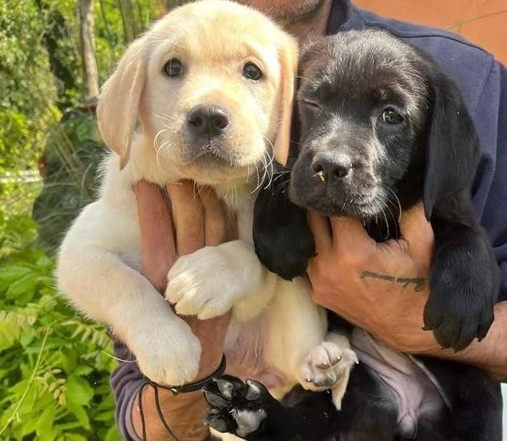 Regaliamo i nostri cuccioli di Labrador maschio e femmina