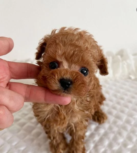 Regalo barboncino maschio e femmina giocherellone