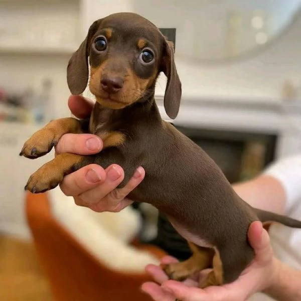 Regalo cuccioli di Bassotto maschio e femmina giocherelloni
