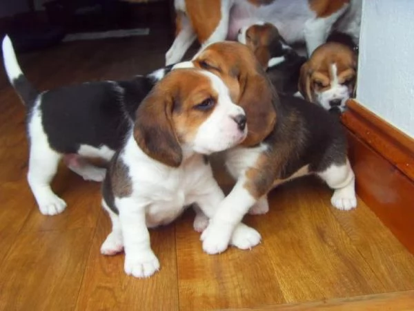 Regalo cuccioli di Beagle maschio e femmina giocherelloni