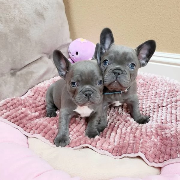 Regalo cuccioli di Bouledogue maschio e femmina giocherelloni