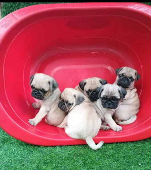 Regalo cuccioli di Carlino maschio e femmina giocherelloni