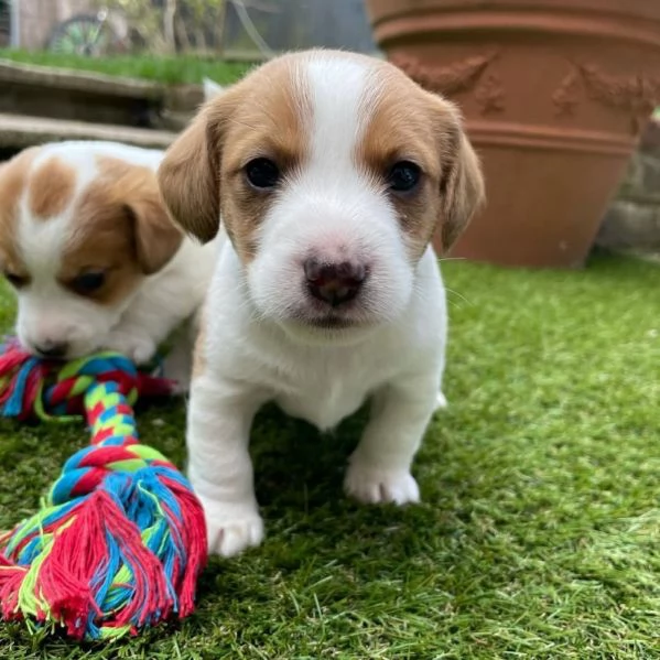 regala un cucciolo di Jack Russel giocoso maschio e femmina