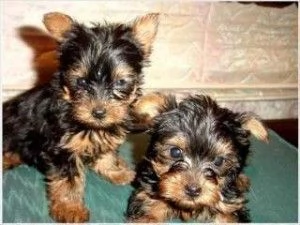 Piccoli Yorkshire Terrier Teacup