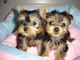 Cuccioli di Yorkshire Terrier in vendita