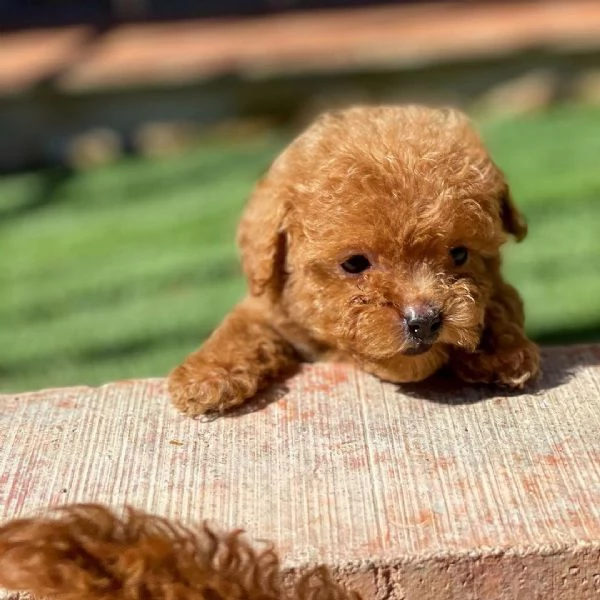 Cuccioli di Barboncino disponibili | Foto 0