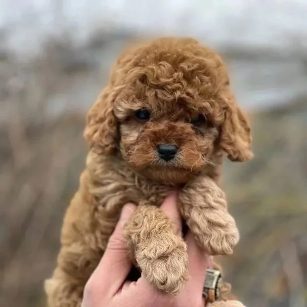 Cuccioli di Barboncino  Maschio e Femmina