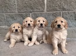 Cuccioli di Golden Retriever  Maschio e Femmina | Foto 0