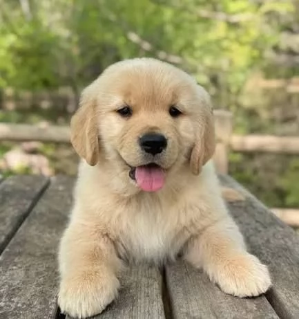 Adorabili cuccioli di Golden Retriever 