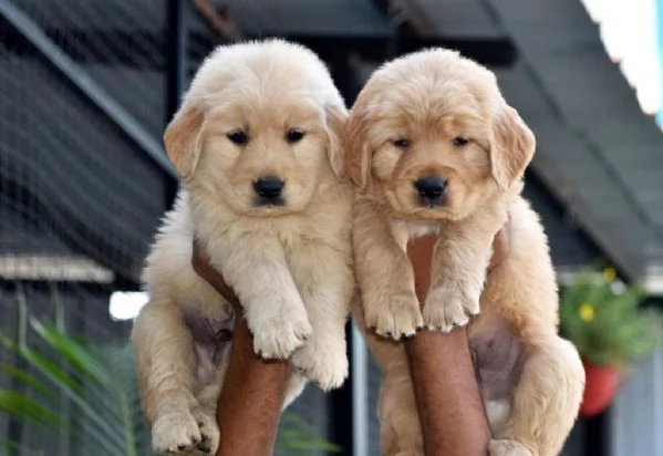 Cuccioli di Golden Retriever adorabili