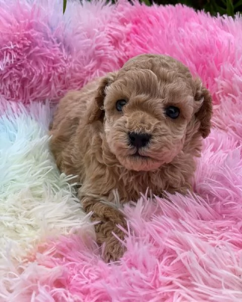 Cuccioli di Barboncino adorabili | Foto 0