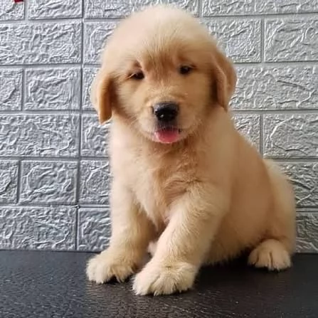 Cuccioli di Golden Retriever adorabili | Foto 0
