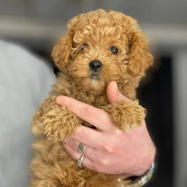 Cuccioli di Barboncino