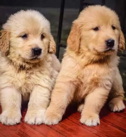 Cuccioli di Golden Retriever 