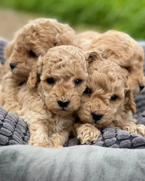 Cuccioli carini di Barboncino | Foto 0
