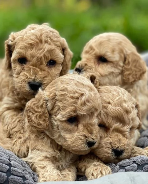Cuccioli carini di Barboncino