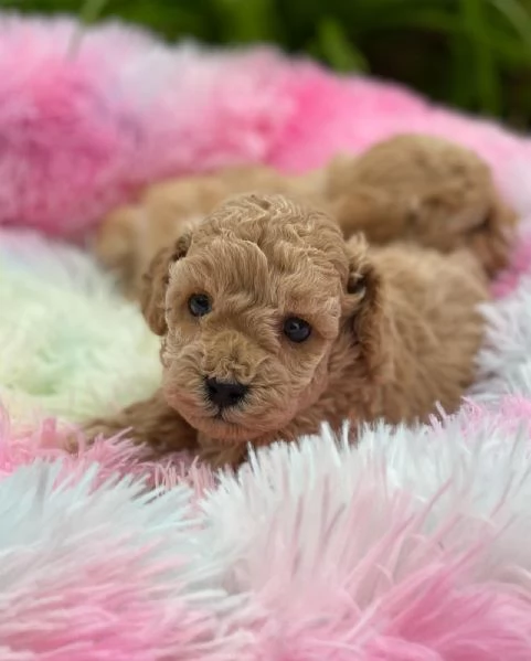 Splendidi cuccioli di Barboncino | Foto 0