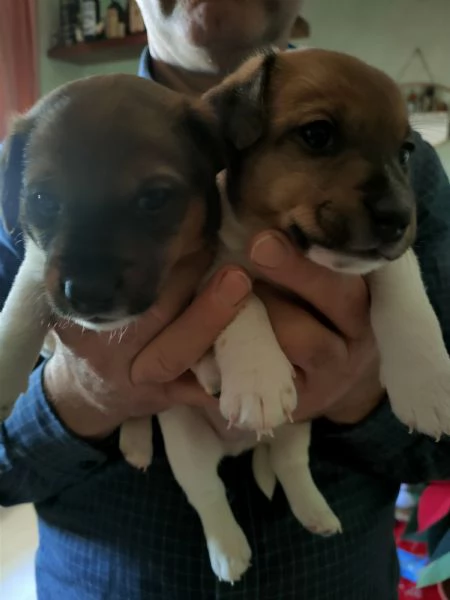 Vendo cuccioli jack Russell 