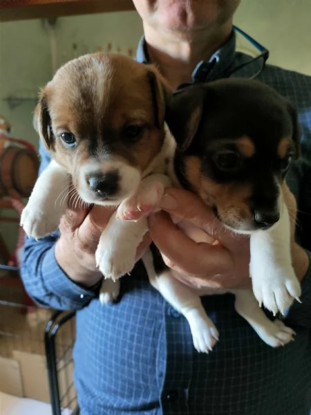 Vendo cuccioli jack Russell  | Foto 1