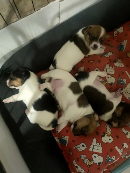 Vendo cuccioli jack Russell  | Foto 0