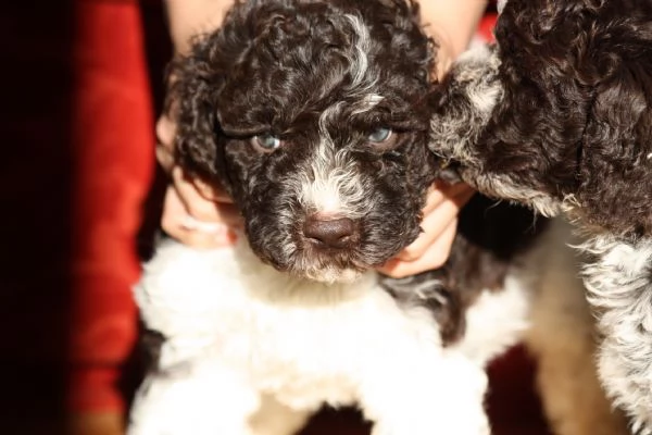 LAGOTTO ROMAGNOLO | Foto 5