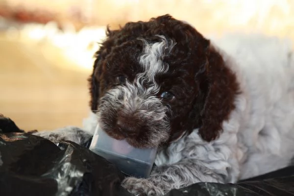 LAGOTTO ROMAGNOLO | Foto 1