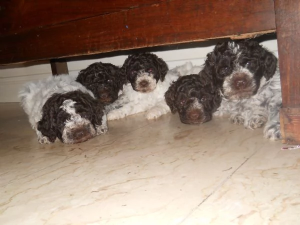LAGOTTO ROMAGNOLO | Foto 0
