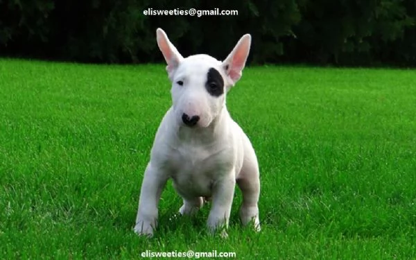  Regalo adorabili cuccioli Bull terrier  femminucce e maschietti disponibili verranno ceduti con pe