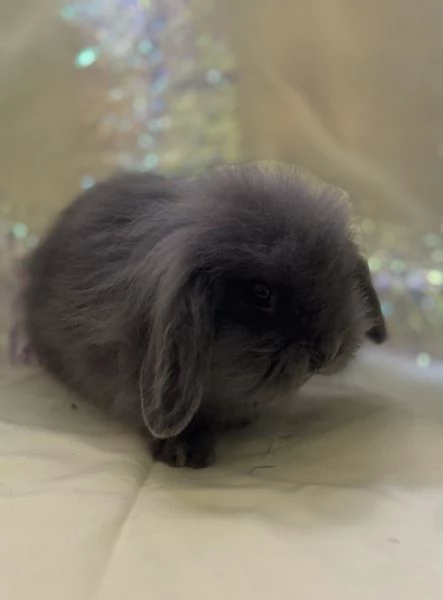 CONIGLIETTO ARIETE NANO | Foto 5