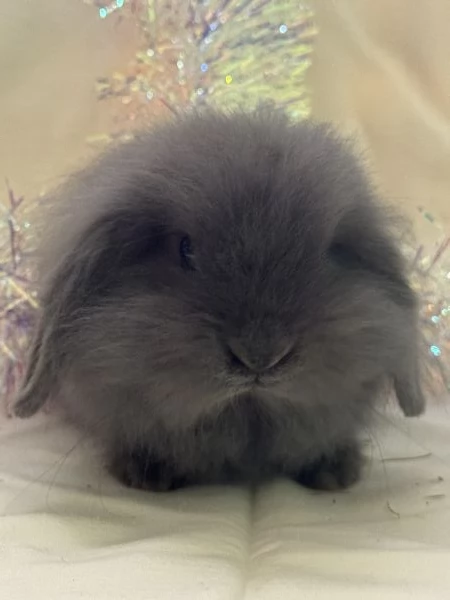 CONIGLIETTO ARIETE NANO | Foto 4