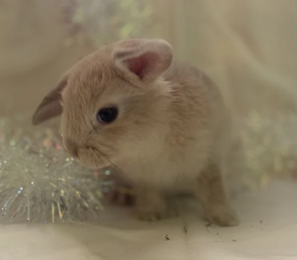 CONIGLIETTO ARIETE NANO | Foto 3