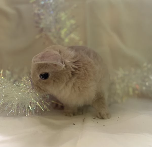 CONIGLIETTO ARIETE NANO | Foto 1