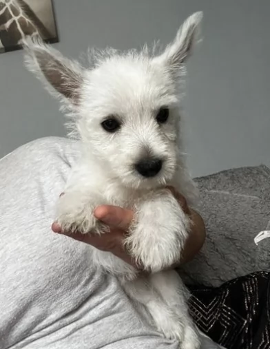 Splendidi cuccioli di West Highland Terrier | Foto 1