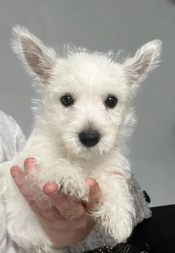 Splendidi cuccioli di West Highland Terrier