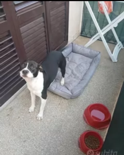 Amstaff di 2 anni | Foto 0