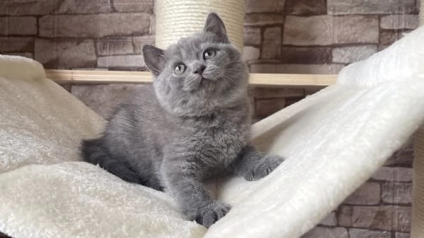 Due cucciole british shorthair | Foto 0