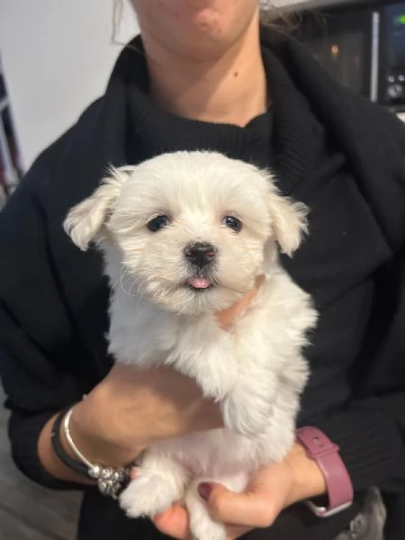 Cuccioli di maltese e maltipoo | Foto 1