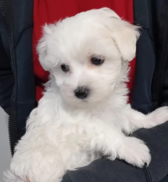 Cuccioli di maltese e maltipoo | Foto 0